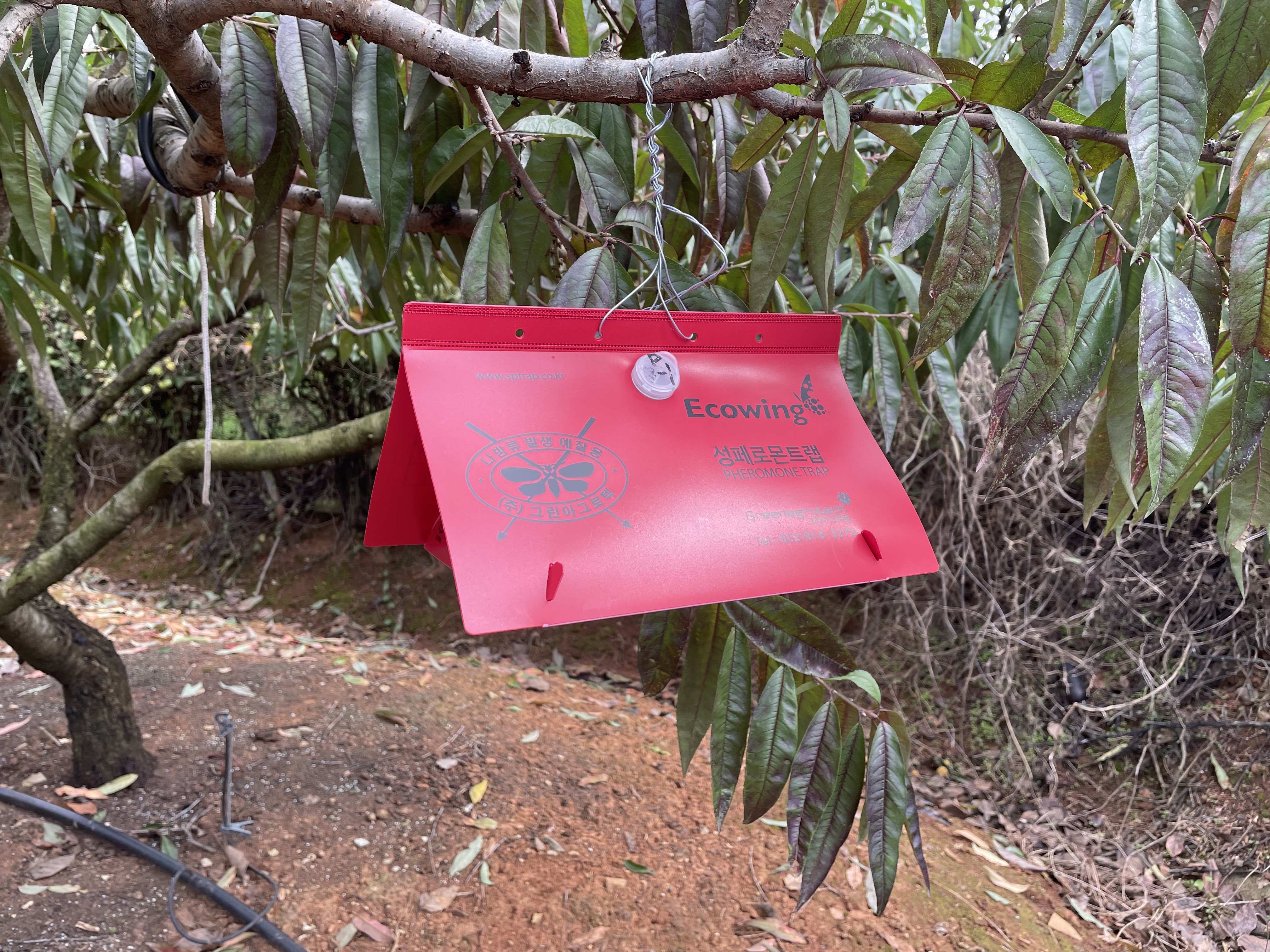 Delta trap & pheromone lure