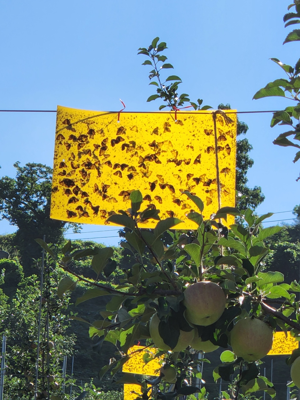 Sticky Trap (Blue & Yellow)